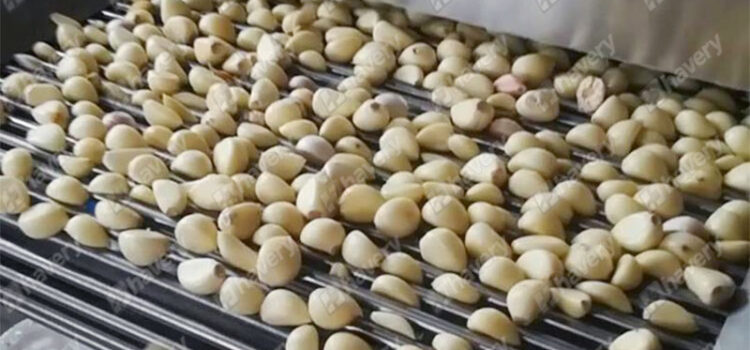 garlic peeling machine