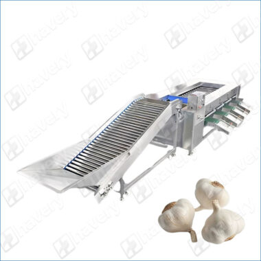 garlic bulb grading machine