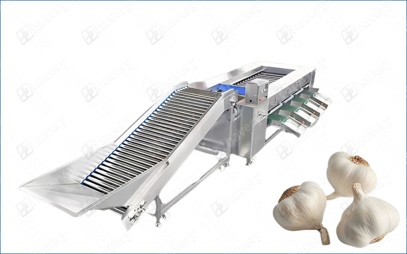 garlic bulb grading machine