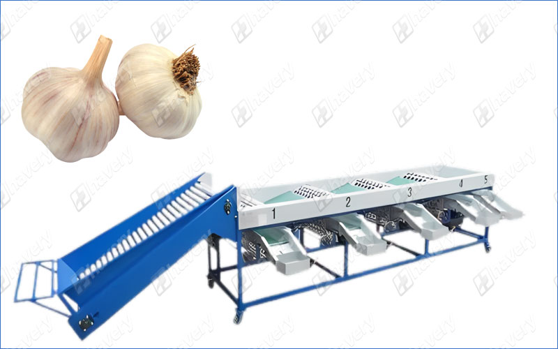 garlic bulb sorting machine